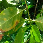 A mild infection of coffee rust on a tree in Mexico. (Image Credit: John Vandermeer, ScienceDaily.com)